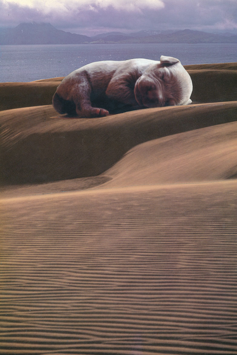 Desert Pup